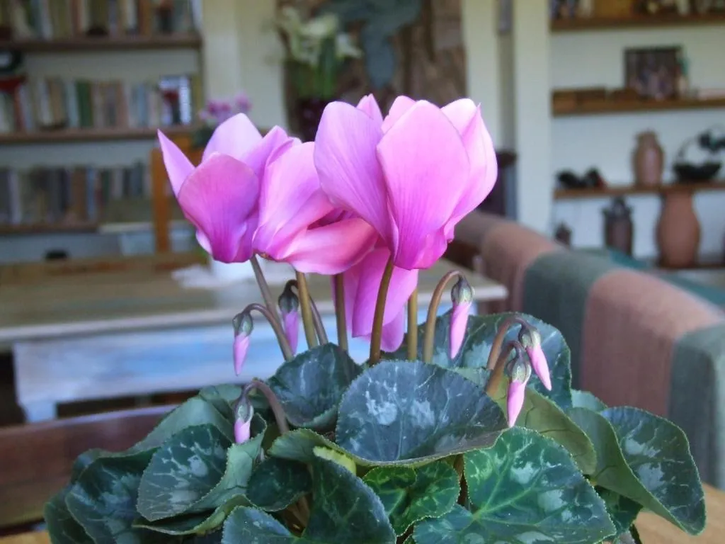 Komkafe - Zimmer Frei Campos do Jordao Guest house